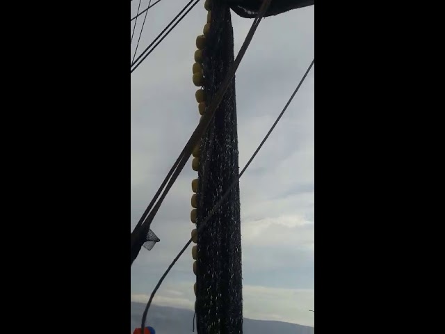 Anchoveta peladilla obliga suspensión de pesca en el sur 1