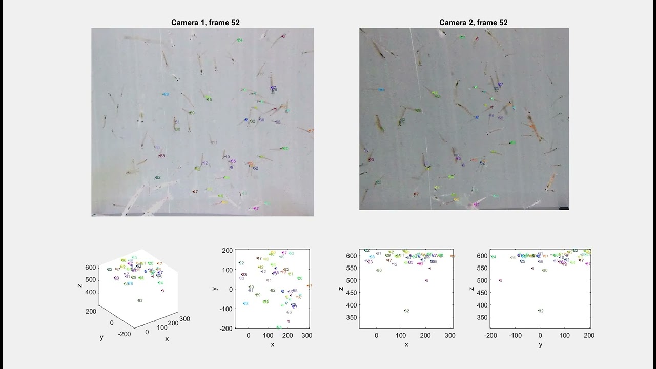 Antarctic krill (Euphausia superba) - stereo video with coordinates in 3D - 3