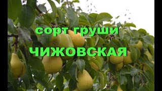 Сорт груши Чижовская