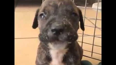 Perché il cucciolo si lamenta?