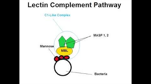 Lectin Complement Pathway (Best Explanation)