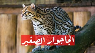 قط الأصلوت | الجاجوار الصغير by عشوائيات 88,736 views 1 month ago 8 minutes, 16 seconds