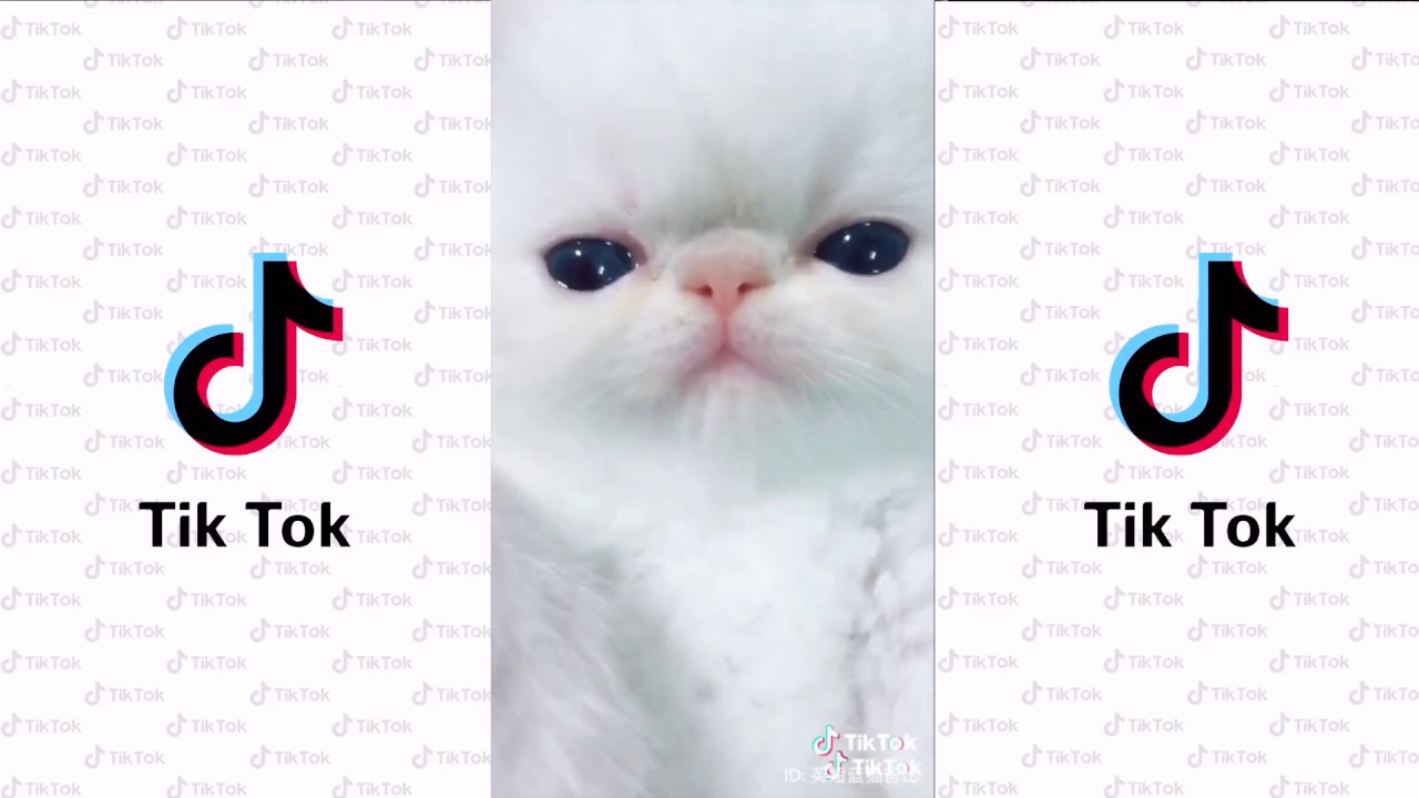 Tik Tok แมว น่ารัก EP7 | Tik Tok Cute Cats Compilation : Top 10 Funniest Video [2020]