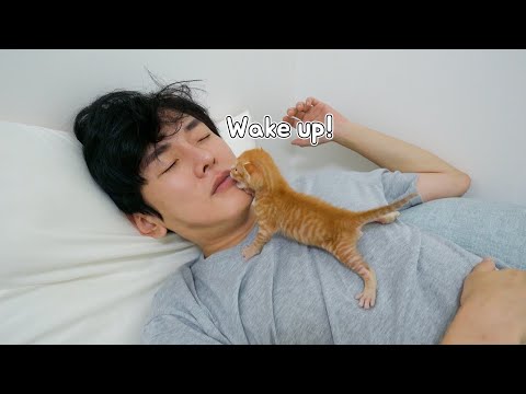 The Baby Kitten <strong>Wakes</strong> Me Up In an Amazing Way Every Morning
