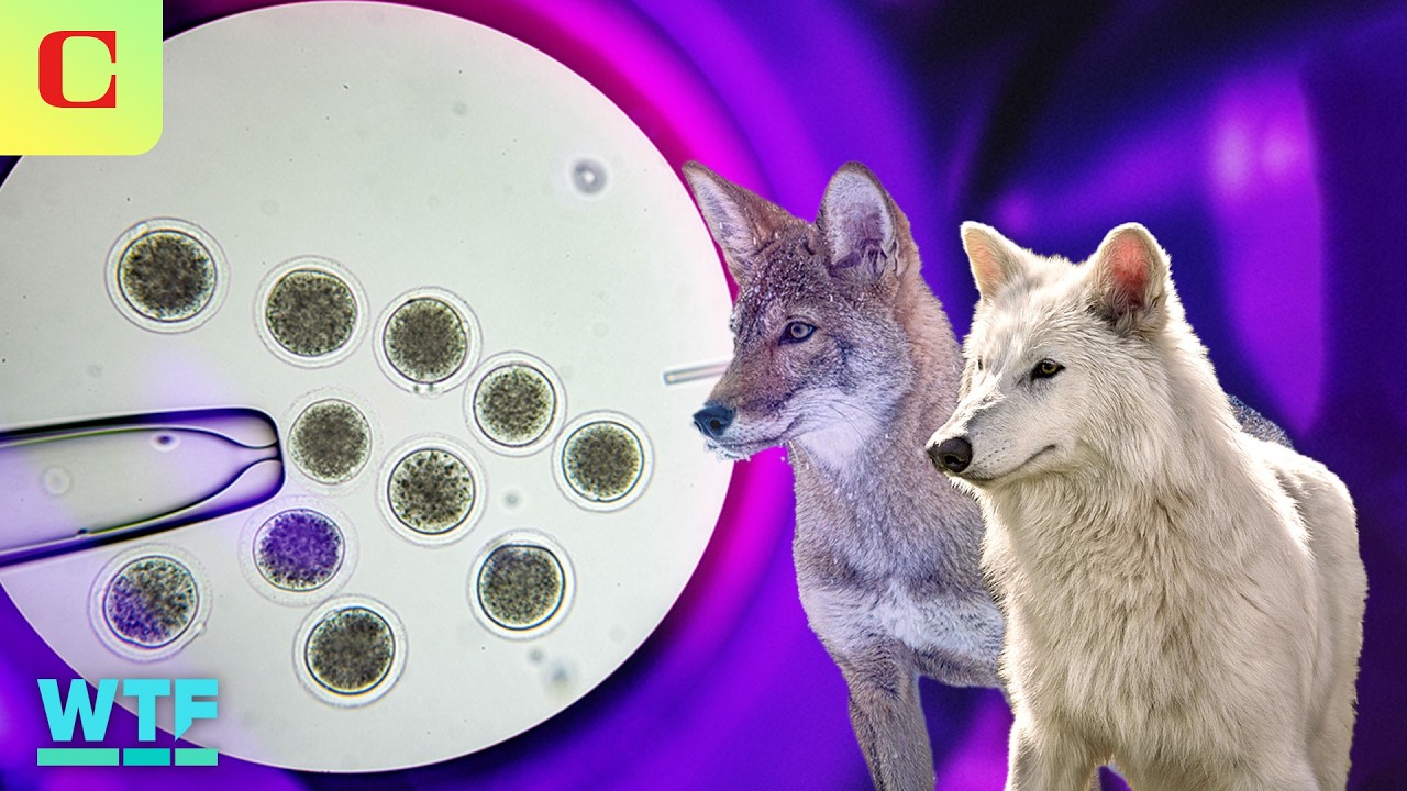 What Really Matters in the "Dire Wolf" Controversy? | What The Future