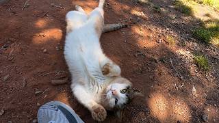 Stray Cat I've Known for 6 Years Made a Very Questionable Decision