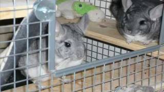 TAKING GOOD CARE OF YOUR CHINCHILLA PART 2 TAKING GOOD CARE OF YOUR CHINCHILLA PART 2