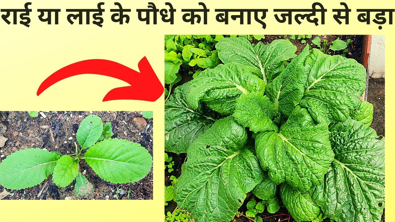 बस ये काम करें और अपने एक राई या लाई के पौधे को दस पौधों के बराबर बनाये ...
