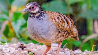 Campbells partridge (Arborophila campbelli) | close view | dust bathing | feeding | foraging