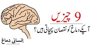 9 Things That Kill Your Brain | How to Improve Brain Power | Urdu/Hindi - Qasim Ali Shah Foundation