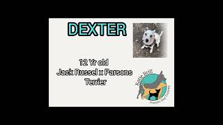 Separation Anxiety Case Study: Dexterβs Gentle Progress πΆπ€