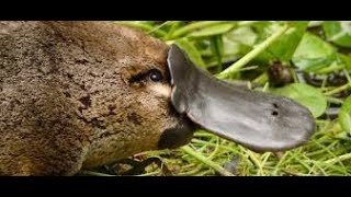 Platypus and Echidna Evolution