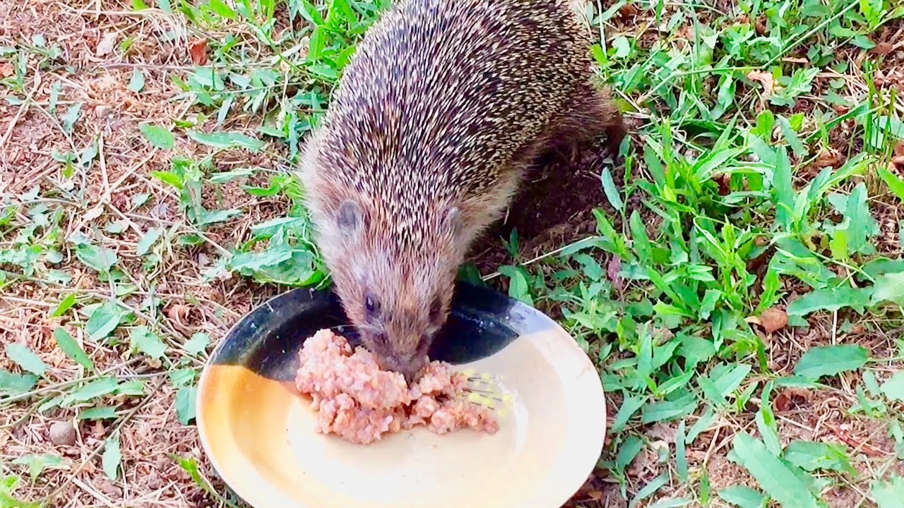 Гриша прискакал на ужин и разнообразное меню у Персика в деревне - YouTube