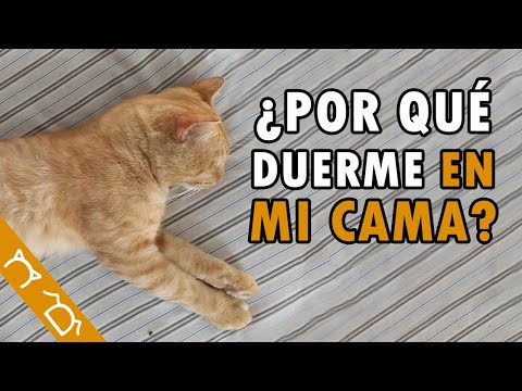 ¿Cómo Elige Un Gato Con Quién Dormir? | 7 Motivos Por Los Que Tu Gato Duerme Contigo hqdefault