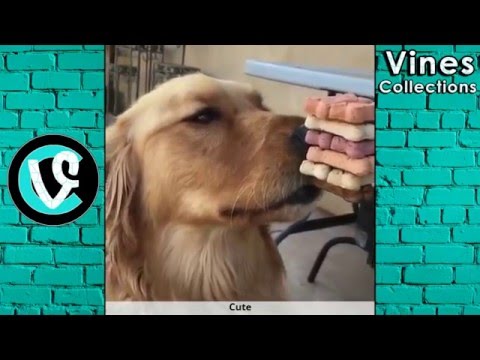 Funny Vines | Best Vine Compilation April 2016 | w/ TITLE