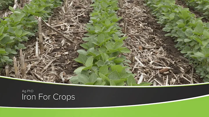 Iron For Crops (From Ag PhD Show #1181 - Air Date 11-22-20)
