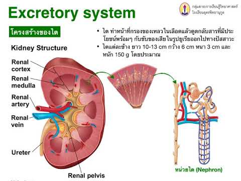 ระบบขับถ่าย