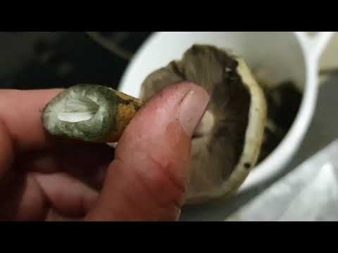 Video: Mushroom spores puas tuag?