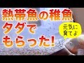【アクアリウム】 水槽で熱帯魚を飼う #1 初めての熱帯魚 2016.12.9