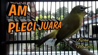 AM Pleci PCMI Chapter Pemalang