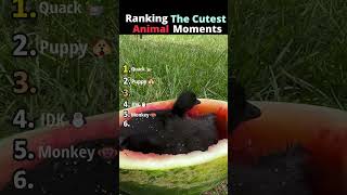 Download Lagu Ranglijst van de schattigste dierenmomenten 😭 MP3