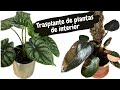 TRASPLANTE de PLANTAS de INTERIOR + SUSTRATO para PLANTAS de INTERIOR