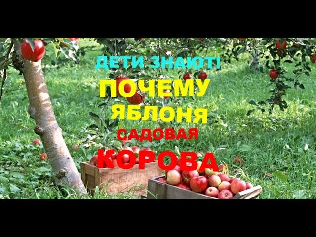 👨‍👩‍👦ДЕТИ ЗНАЮТ! 🍎ПОЧЕМУ ЯБЛОНЯ -САДОВАЯ КОРОВА🐄