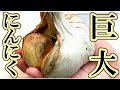 【ジャンボにんにく】手のひらサイズ！最強に旨いバターソテーを作ってみた！【エレファントガーリック】