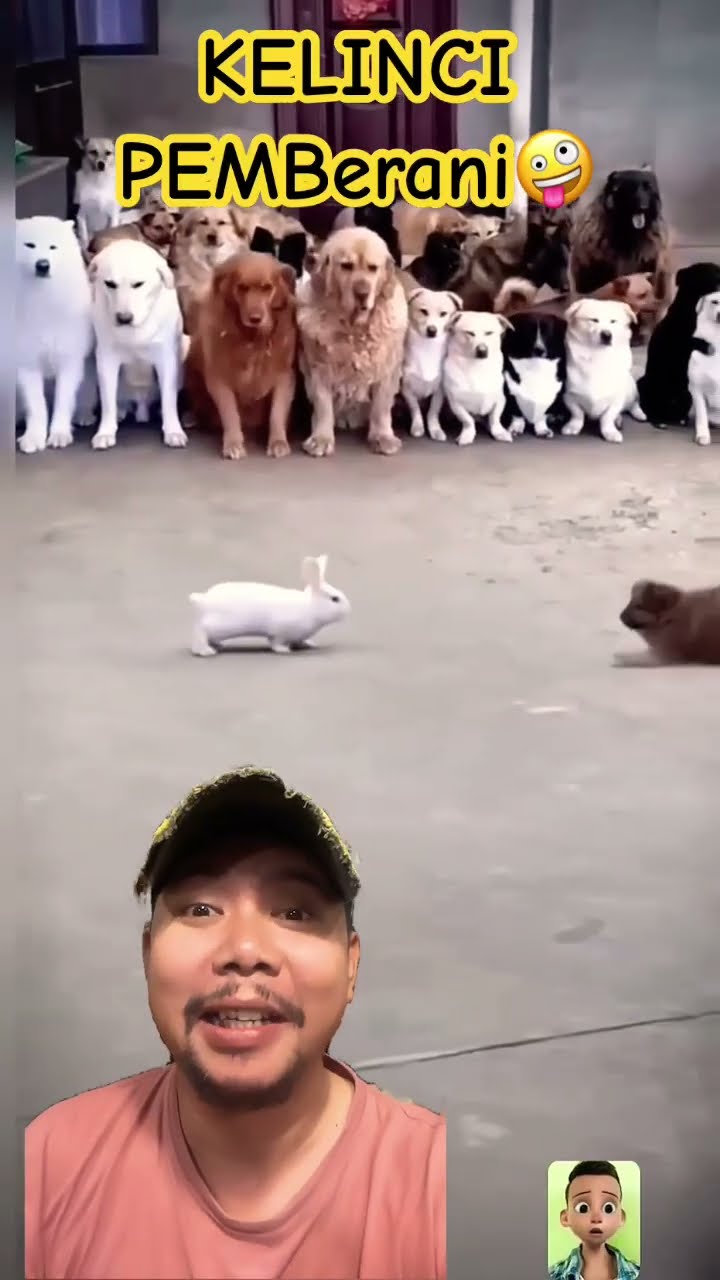 KELINCI PEMBERANI LUCU BANGET!!!!? #funny #puppy #dog #rabbit #shorts