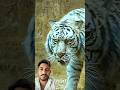 Even Lions Fear Turtles… But Not Cats 🐢🦁😼 #trending #animals #wildlife #youtubeshorts #cat #lion