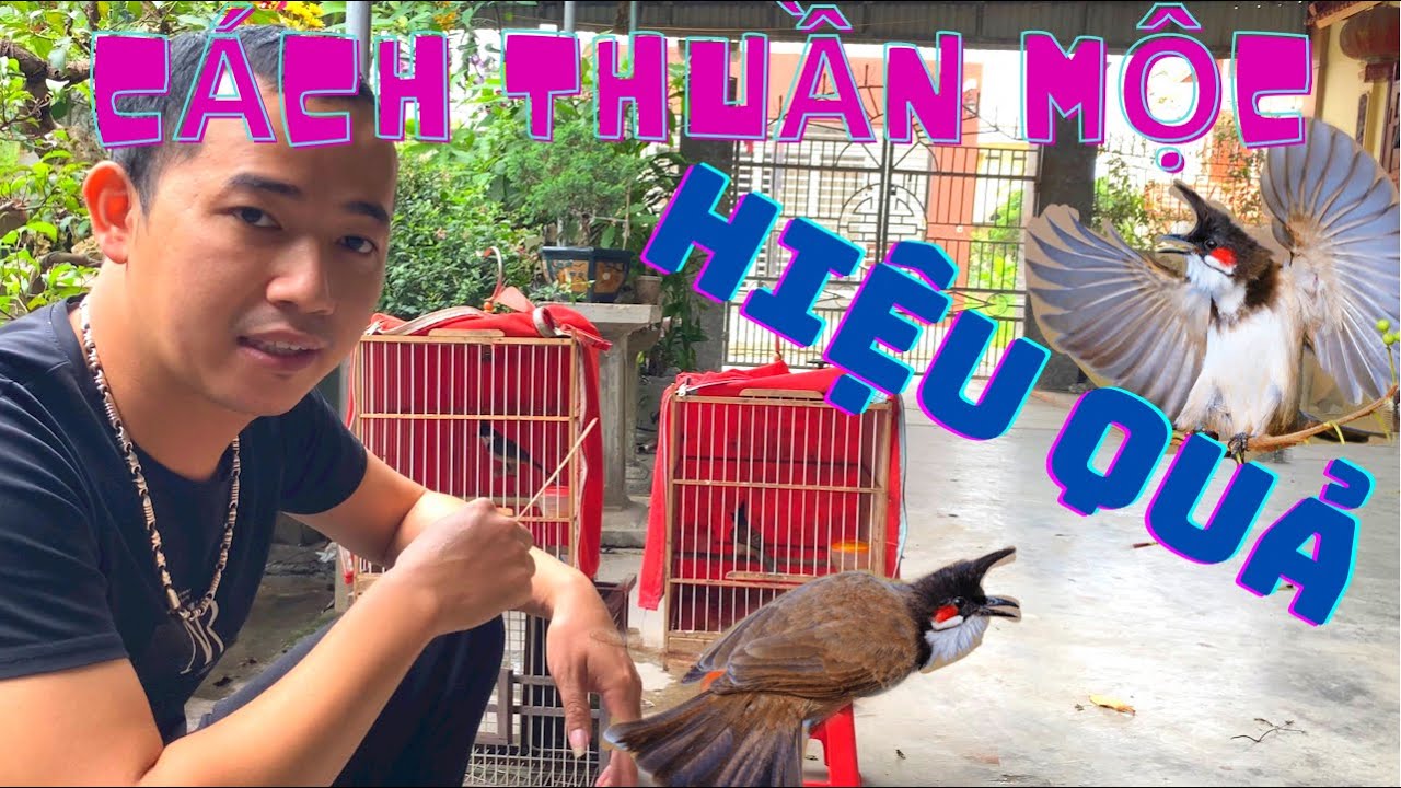 Cách thuần chào mào nhát cứng đầu nhanh và đơn giản | hiệu quả nhất năm 2022 |Tập 126 | Minh Tùng TV