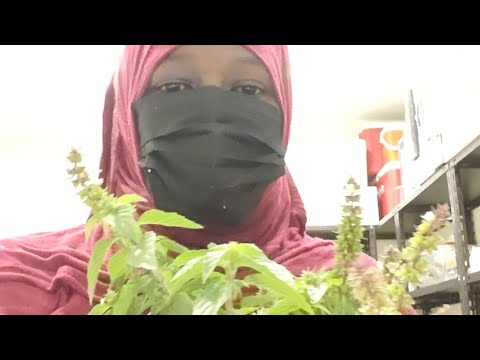 This Tree Invents Everything And Gives You Every Nux