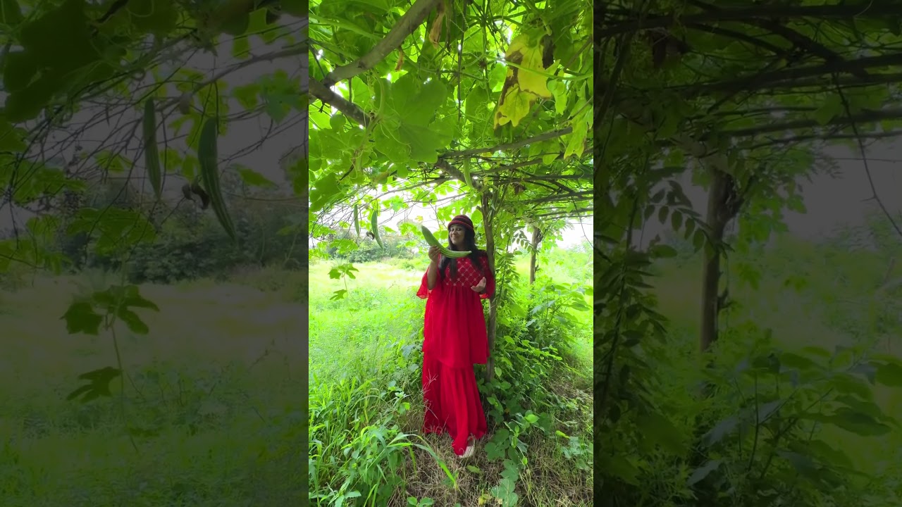 Snakeguard / snakeguard harvesting 