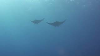 Sightings of solitary individuals and groups of bentfin devil rays (Mobula thurstoni). Profile