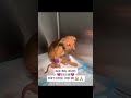 MAX IS SICK AND NEEDS YOUR HELP RIGHT NOW 💔🚨Max #usa #canada #rescue #canada #london #uk