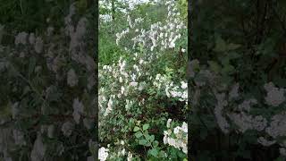 #spring #spiritual #water element #nature #calm #namaste