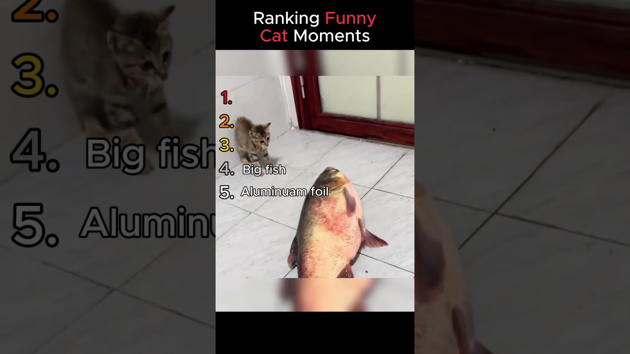 Рейтинг смешных моментов с котами