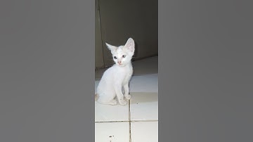 Anak Kucing yang mengeong lucu #shorts #kucing #kucinglucu #suarakucing
