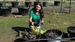 Fertilizing Blueberries