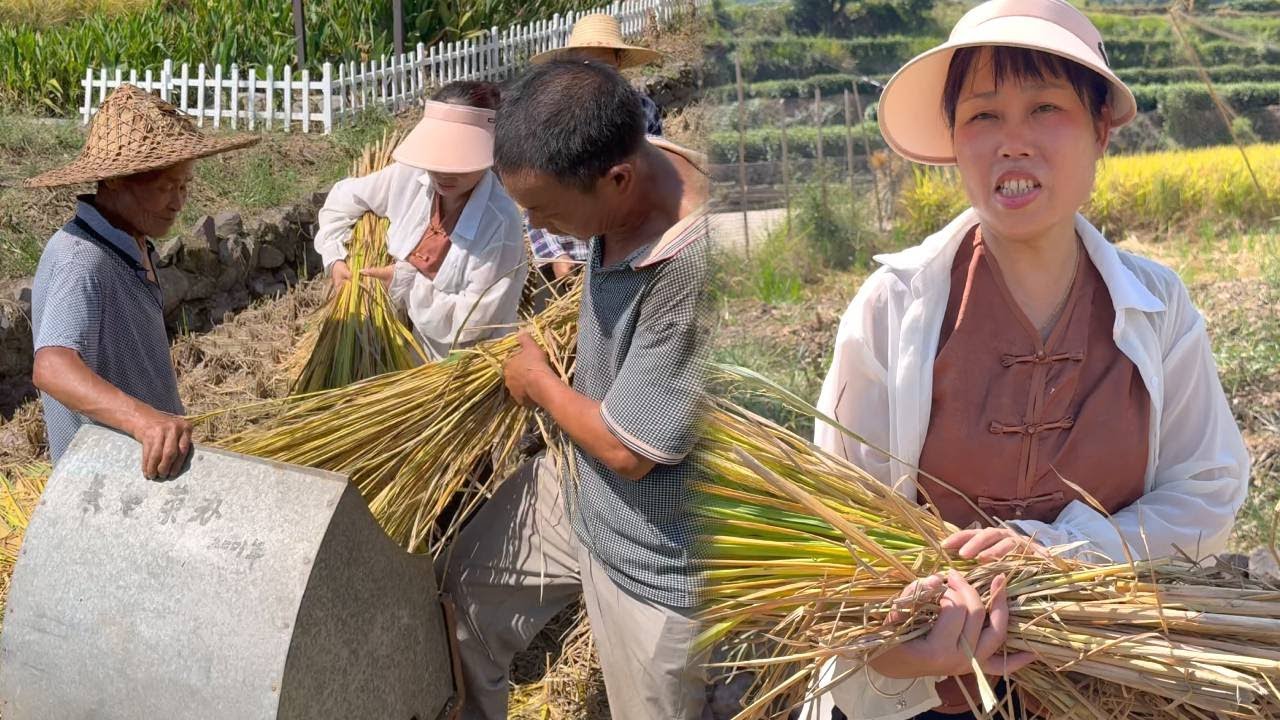 来妈妈家帮忙割稻谷了