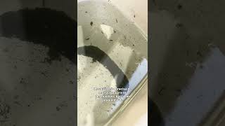 Encontrei larvas de mosquito dentro disso… e estava de cabeça pra baixo #controledepragas #saude
