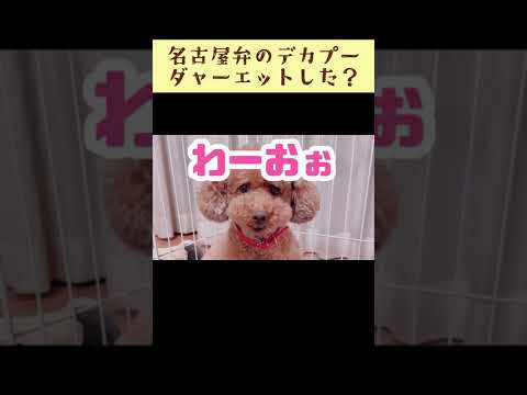 しゃべる犬めいけんプリン 名古屋弁 トイプードル