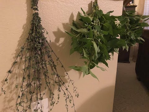 Pineapple Sage Harvest/Drying Sage/Sage Tea - My Life as a Frugal Wife