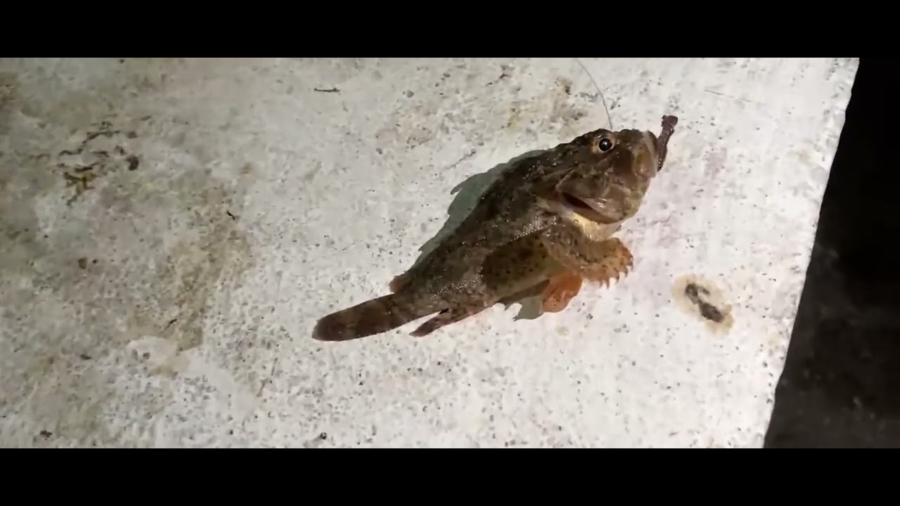 ΑΕΡΑΚΗΣ ΠΙΑΝΕΙ ΣΚΟΡΠΙΟΟ?????