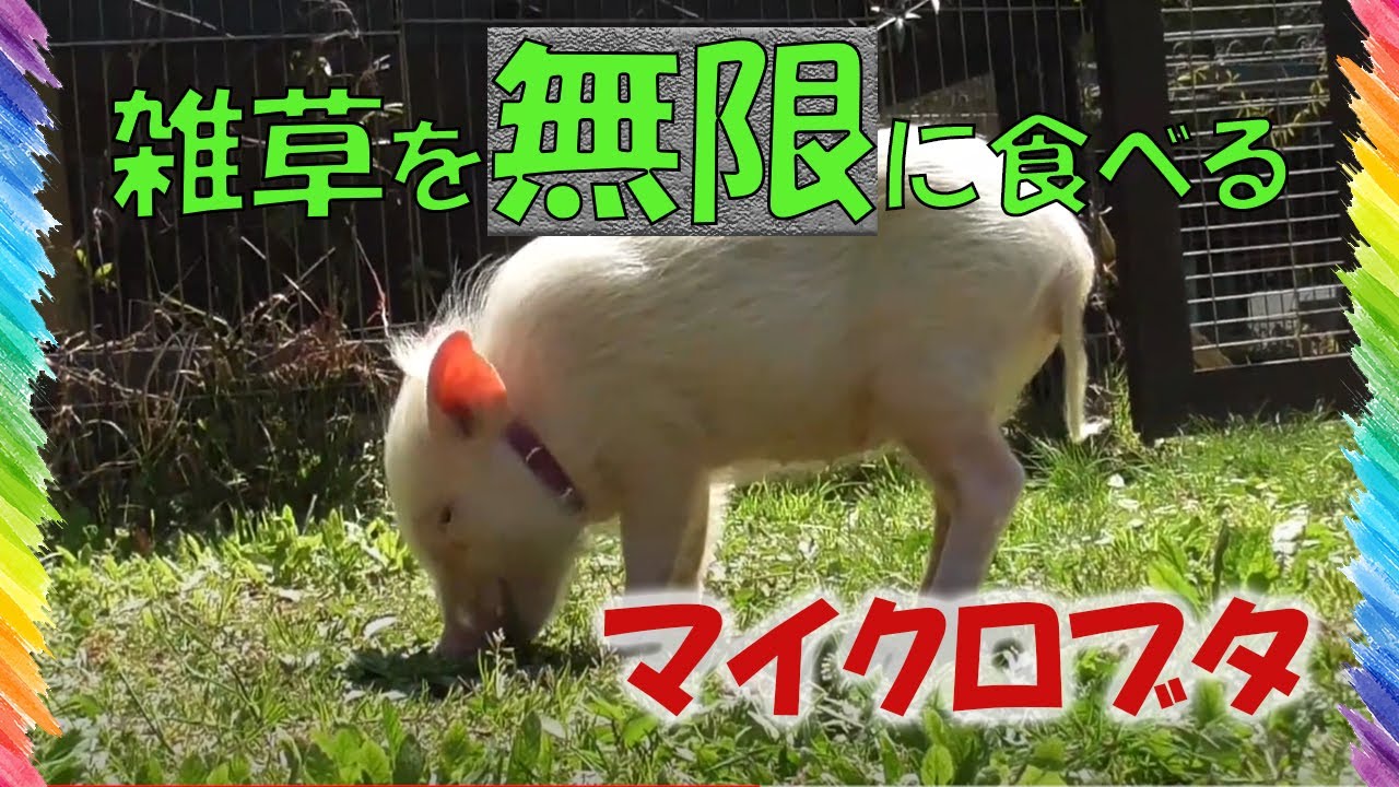 マイクロブタが雑草をむしゃむしゃ食べる 散歩しながら常に口をもぐもぐ Youtube マイクロブタが雑草をむしゃむしゃ食べる 散歩しながら常に口をもぐもぐ Youtube