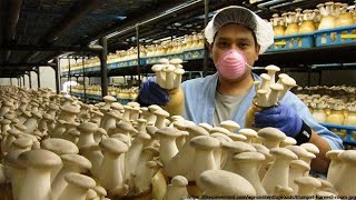 видео: ШАМПИНЬОНЫ - БИЗНЕС ПРОЕКТ В СТРАНАХ  картинка: ШАМПИНЬОНЫ - БИЗНЕС ПРОЕКТ В СТРАНАХ