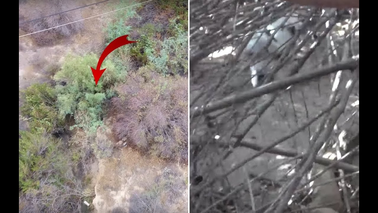 Rescuers Heard Of A Desperate Animal Hiding In Thick Brush, But At The Scene They Couldn’t Get Close