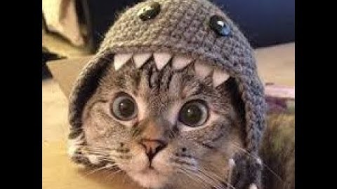 how to make a button work inside of catweb (roblox tutorial)