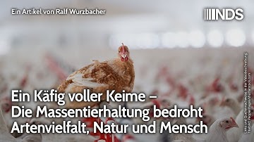 Ein Käfig voller Keime – Die Massentierhaltung bedroht Artenvielfalt, Natur und Mensch | Wurzbacher