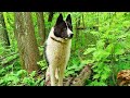 Лесные походы с лайкой/ ягоды,грибы,пчелы/